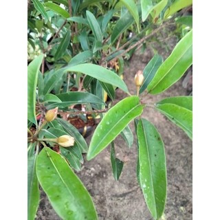 cây giống sapo mexico