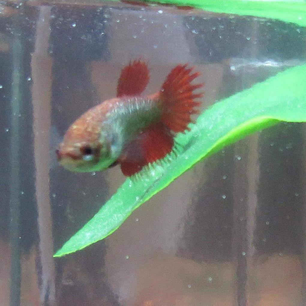 Võng Nghỉ Cá Một Lớp Chống Thấm Nước Không Độc Hại Có Cốc Hút Tiện Dụng