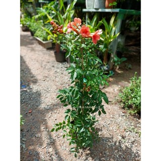 Cây dây leo đăng tiêu (chỉ giao hỏa tốc HCM)