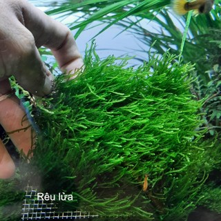 Rêu Flame _Rêu lửa thủy sinh dày xanh đẹp dễ chăm sóc dùng trãi nền, trang trí đá lũa bonsai cho hồ thủy sinh, hồ cá