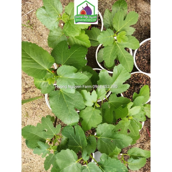 Cây sung mỹ cẩm thạch panache tiger