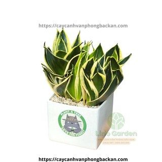 [ Quà Tặng Kèm ] Cây lưỡi hổ thái viền vàng