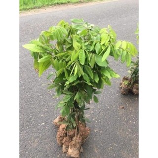 CÂY GIỐNG NHÃN KHÔNG HẠT(CHUẤN GIỒNG NHÃN KO HẠT)