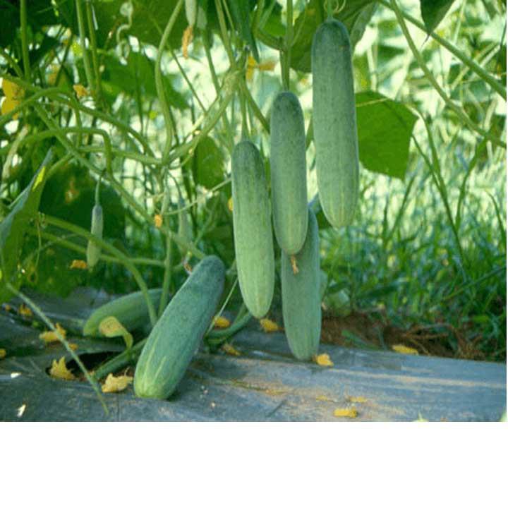 HẠT GIỐNG DƯA LEO VA.848 GÓI 10G -  TỶ LỆ NẢY MẦM CAO