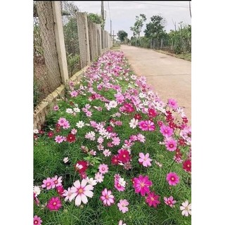 100 hạt hoa sao nhái mix màu