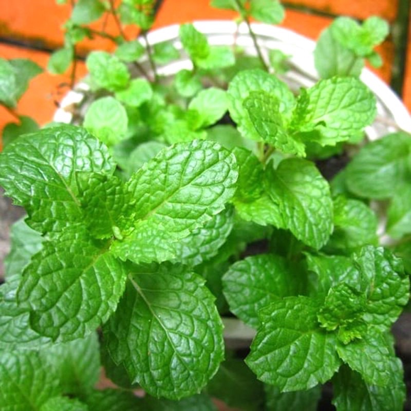 Chậu rau húng lủi  dễ trồng dễ chăm sóc🍀