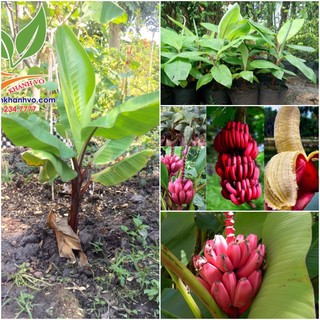 Cây giống Chuối Đỏ Dacca .