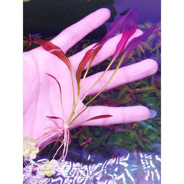 Cây Trầu Lửa trồng trong bể thủy sinh