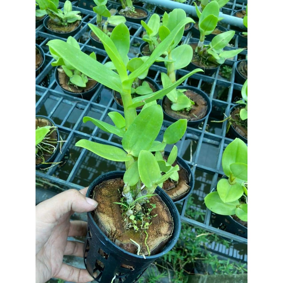 Hoa Lan Dendro Nắng Bò Blue, chậu cây trưởng thành, nhiều thân, sắp ra ngồng hoa