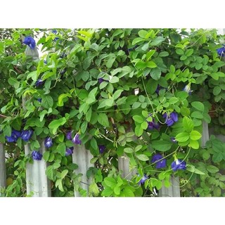 20 Hạt Giống Hoa Đậu Biếc