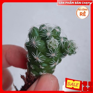- - cây xương rồng trứng chim size mini - dễ chăm
