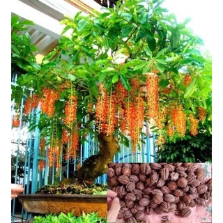 Hạt giống lộc vừng - 1 gói