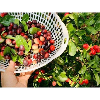 Cây giống siro