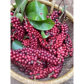 Cây Giống chòi mòi
