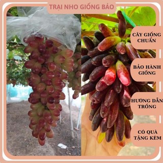 Combo 2 cây nho giống ngón tay đỏ siêu trái 152 và 2 cây nho giống ngón tay đen úc