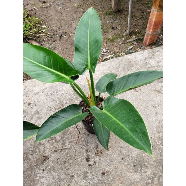 Trầu Bà Đế Vương Xanh