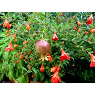 Cây giống lựu Ấn Độ.