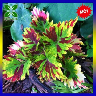 Cây Lá Gấm Uchino Đổi Màu xương rồng