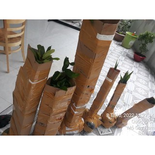 Cây Xoài thái