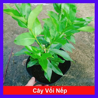Cây vối nếp - 10 công dụng thần kỳ + tặng phân bón