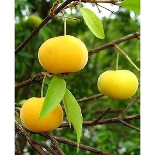 cây Giống Thị thơm lùn (Cây giống cho quả sớm, qủa thơm, sai quả)