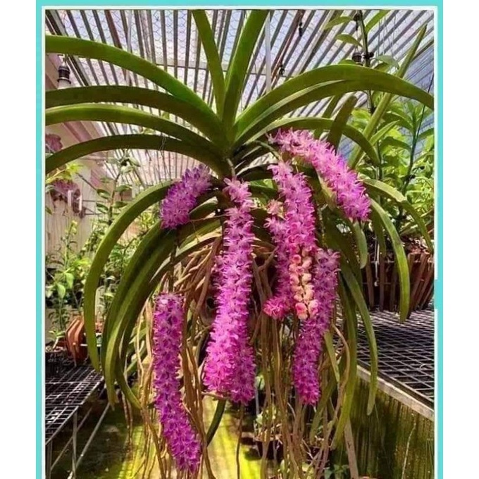 Lan tam bảo sắc hoa thơm