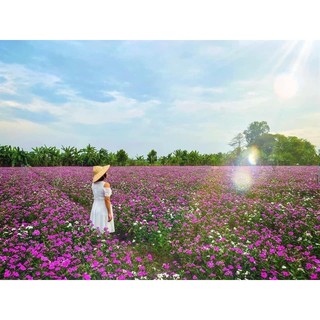 Hạt hoa dừa cạn hoa tết (1gói 200hạt)