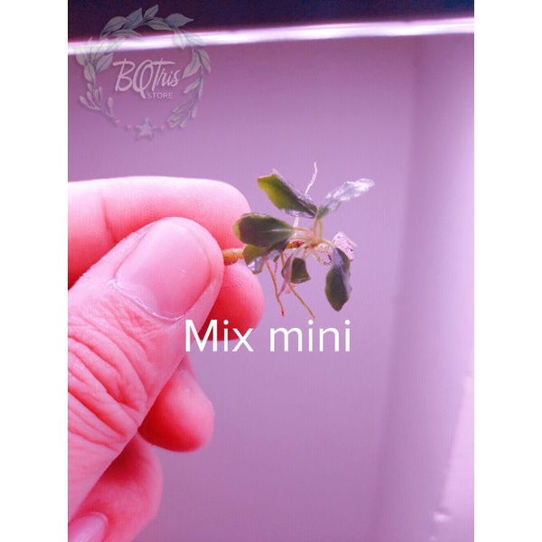 Bucep Mix mini | cây thủy sinh | hàng ngọn | lá cạn | siêu rẻ