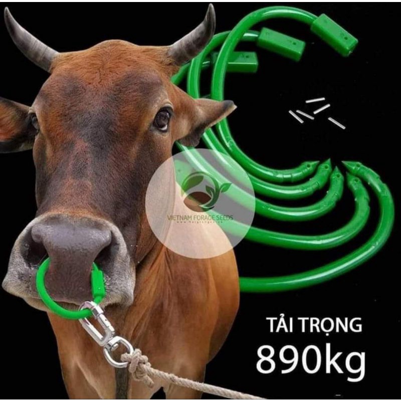 Vòng Xỏ Mũi Trâu Bò
