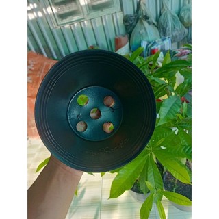 Chậu nhựa chất lượng c6