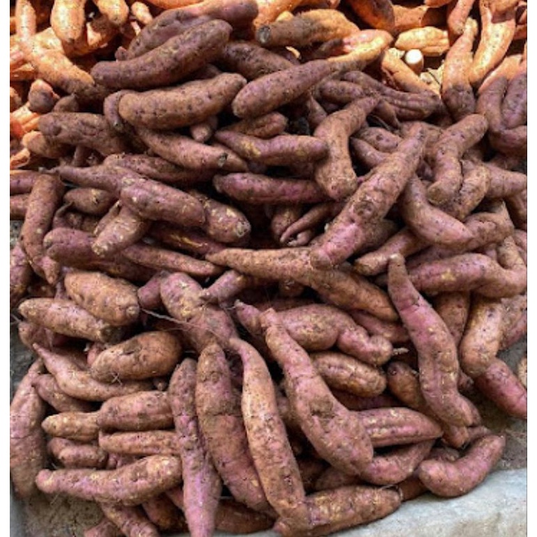 KHOAI MẬT DẺO - THƠM - NGỌT - COMBO 3 KG