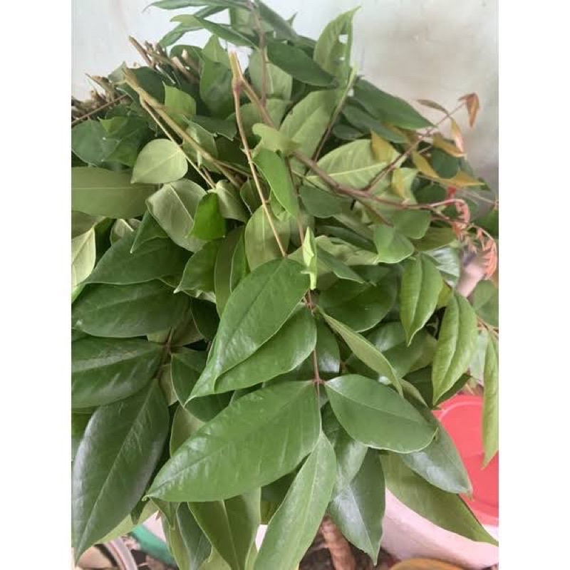 Lá khế chua tươi 1kg tắm em bé, đặt hàng mới hái