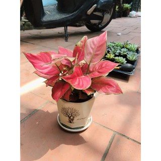 Cây Vạn Lộc Để Bàn