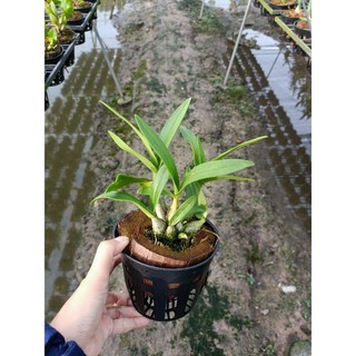 Hoa lan denro chớp sữa Enobi đang nụ hoa