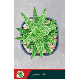 Sen đá hàm cá sấu (Aloe Juvenna)