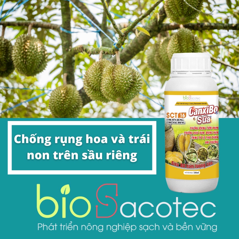 SCT 16 CanxiBo Sữa – Chống rụng hoa và trái non trên sầu riêng