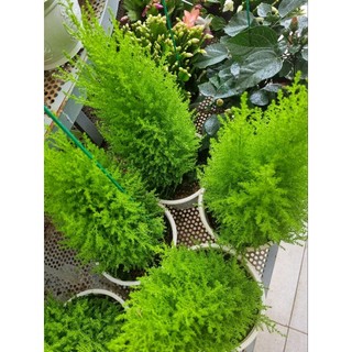 Cây tùng thơm -upressus macrocarpa