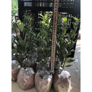 Nguyệt quế hi lạp - Bay leaf - Laurel