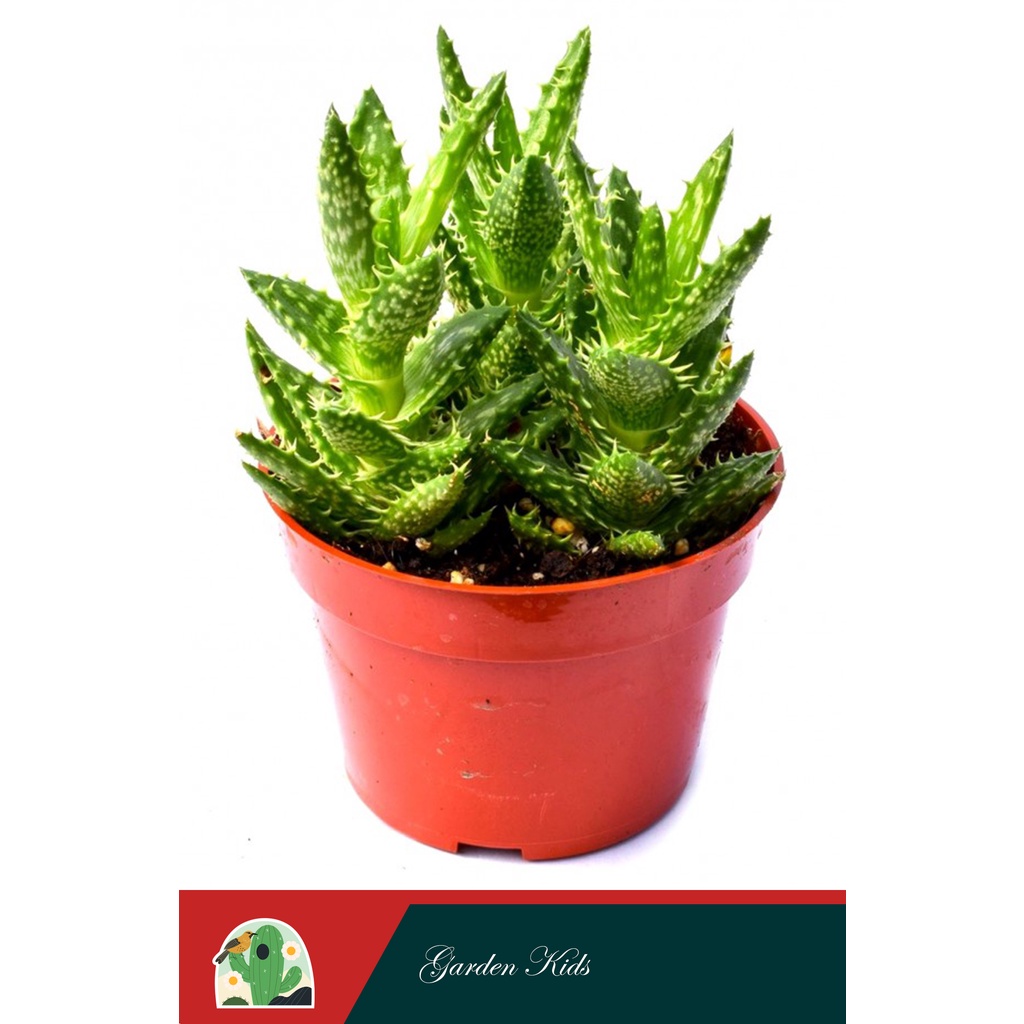 Sen đá hàm cá sấu (Aloe Juvenna)