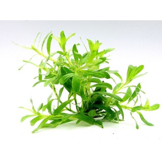 C - cây tiểu trúc diệp/cỏ sao - cây thuỷ sinh
