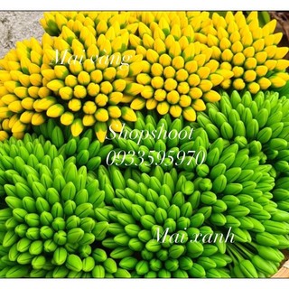 Nụ mai - nụ đào tết - lá mai - lá đào