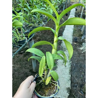 HOA LAN VÀNG ĐẠI LỘC