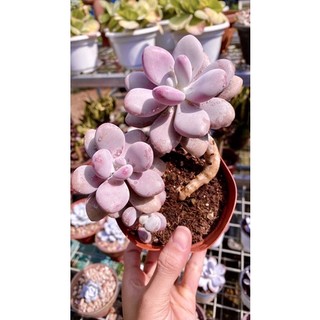 Sen đá sỏi Hồng mập