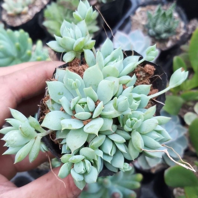 Sen đá dù kim - cánh nhọn, dễ chăm sóc, có khả năng phát triển nhanh