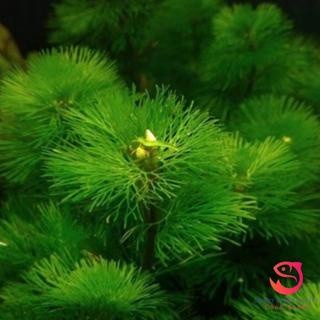 Rong la hán trang trí bể thuỷ sinh