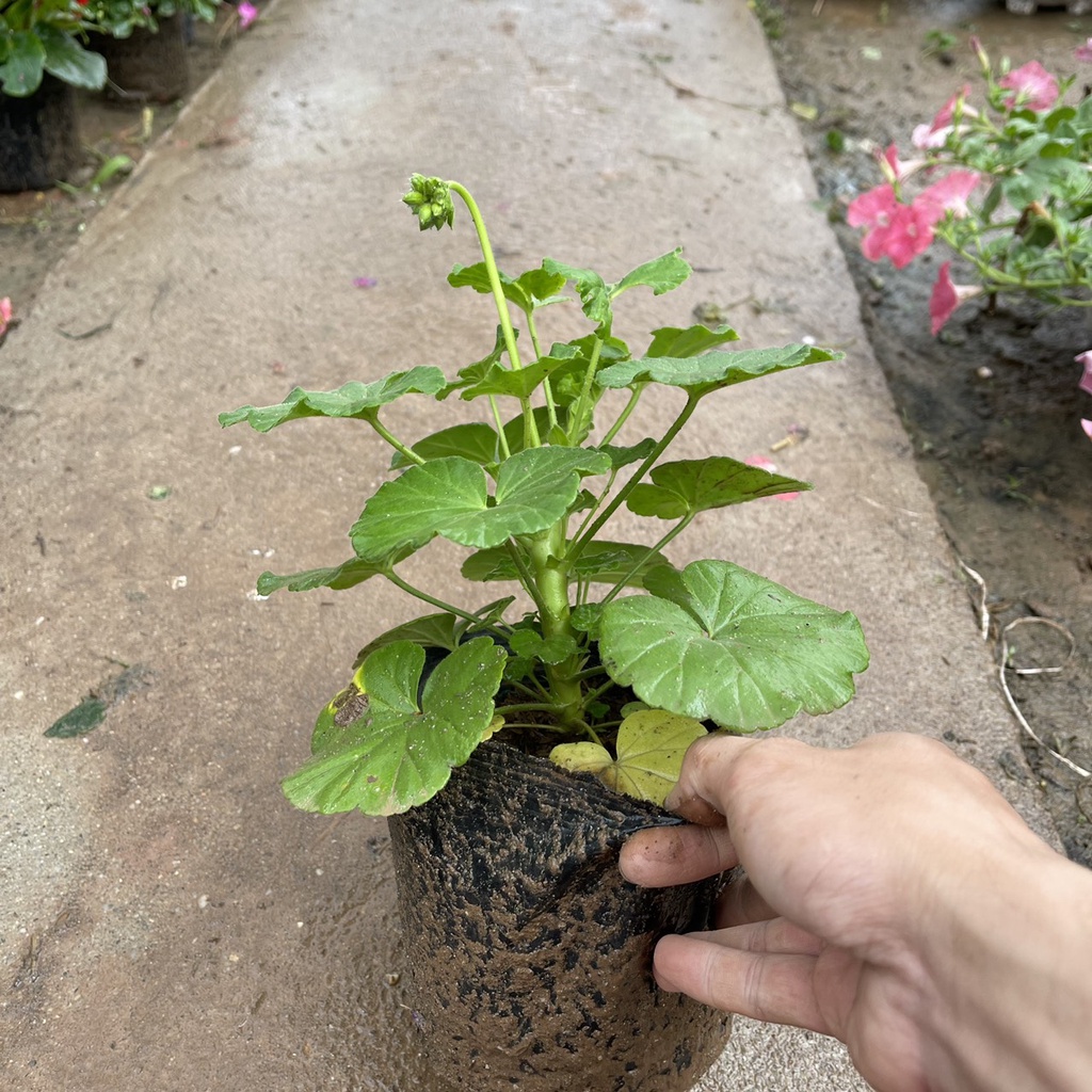 Hoa Phong Lữ Thảo Cao 30cm Hàng Nụ Non Hoa Siêu Bền