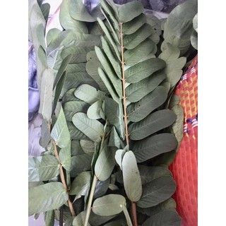 Lá muồng trâu 500gram