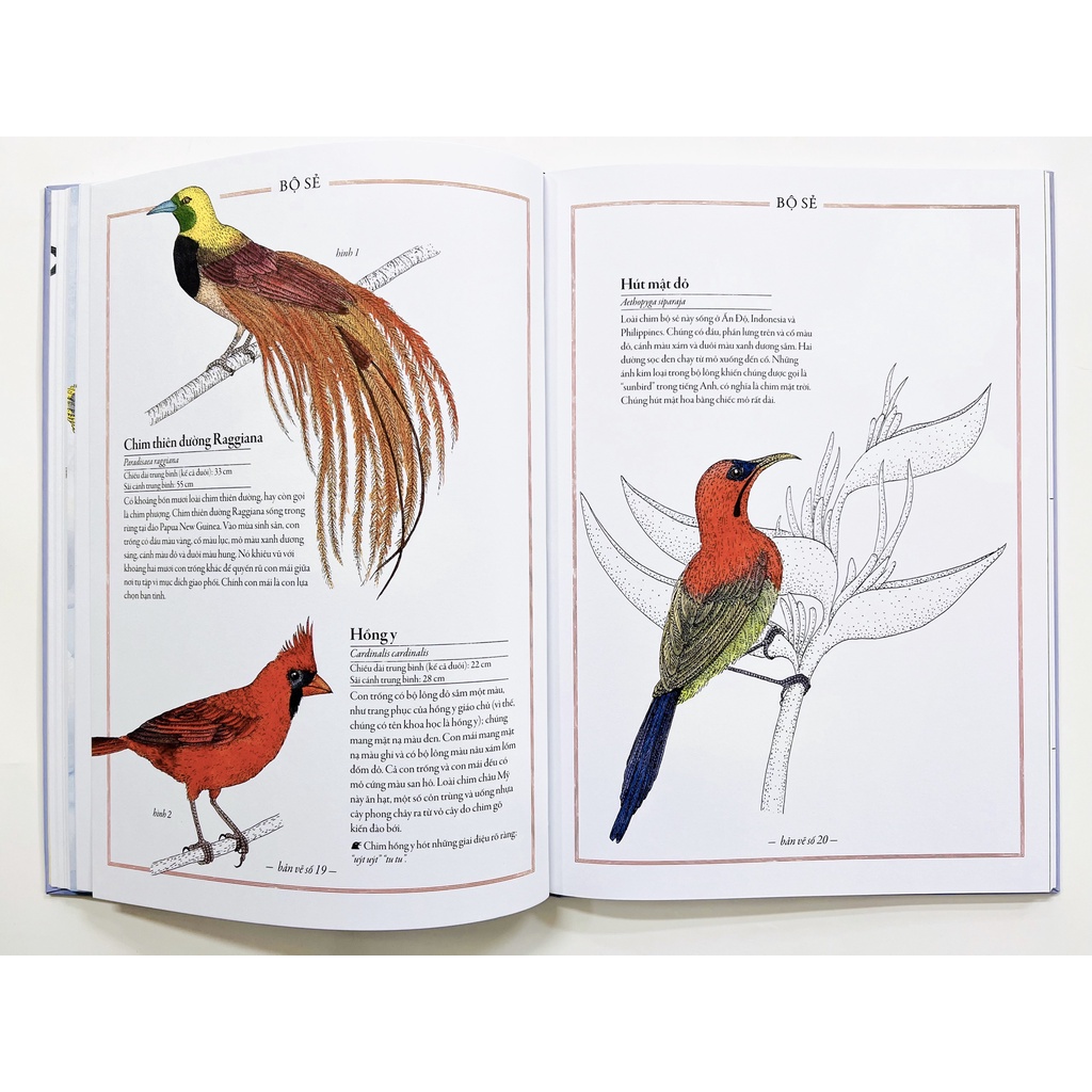 Bộ sách Bách Khoa Thư Cho Cả Nhà: Chim muông, Cây cối, Núi non, Các loài hoa, Kỳ quan, Côn trùng