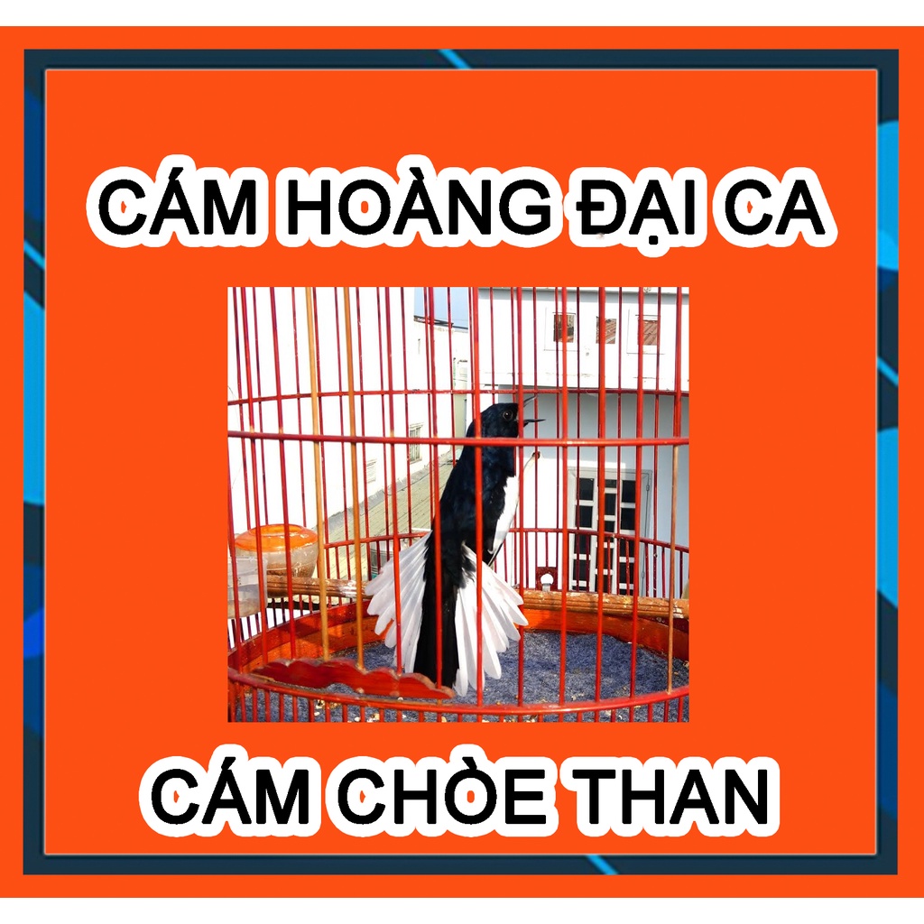 Cám Chim Chích Chòe Hoàng Đại Ca, chim ổn định.