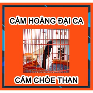 [ Cám chất 200g] Cám Chim Chích Chòe Hoàng Đại Ca, chim ổn định.